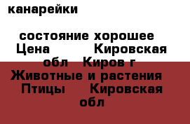 канарейки                                          состояние хорошее › Цена ­ 500 - Кировская обл., Киров г. Животные и растения » Птицы   . Кировская обл.